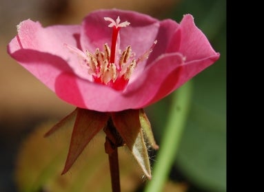 A close up of a bright pink flower in full bloom.