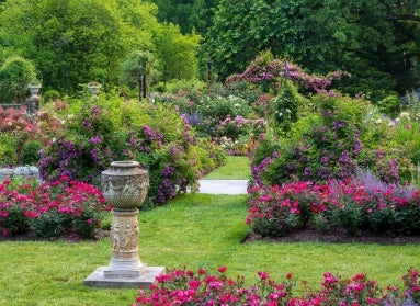 A rose garden in full bloom with hundreds of different color flowers, and an ornate stone urn off to the side. 
