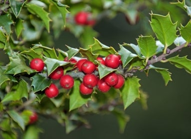 Red holly berry and pointy bright green foliage growing on a branch.