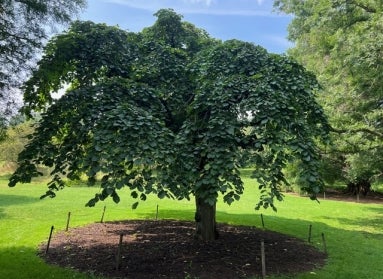 A Tabletop Scotch elm tree with dark green foliage on a sunny day. 