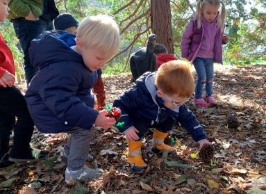 A group of children looking at the ground and gathering pinecones.