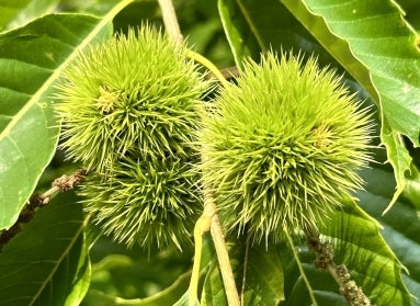 Green prickly chestnut tree burrs