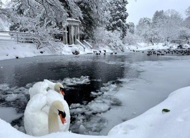 A very snowy pond surrounded by trees in the background and two mute swans in the foreground. 