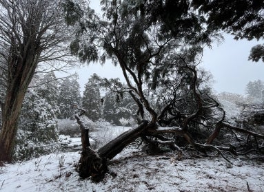 A large weeping hemlock tree lies on its side in a bed of snow, roots exposed.