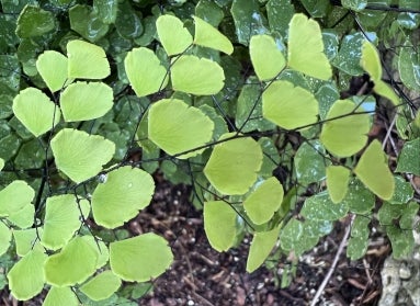 The bright green foliage of a maidenhair fern.