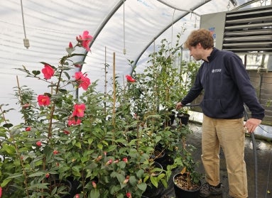 A man stands inside a green house with a hose watering a selection of propagated plants. 