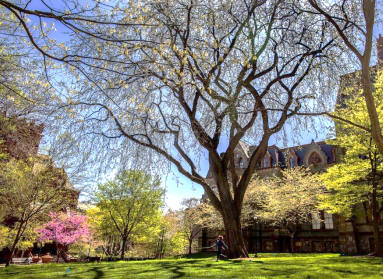 A large elm tree in spring with new buds on a college campus on a sunny day.