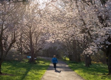 A women in a warm blue coat walks on a paved path beneath a canopy of pink flowering trees.