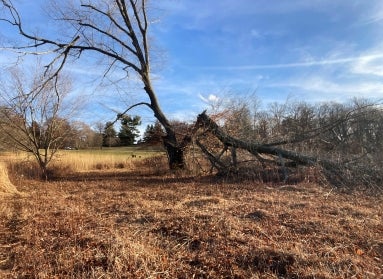 A tall, bare beech tree stands in the middle of a field on a sunny day.