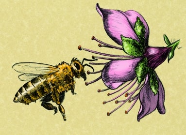 A drawing of a yellow bee pollinating a pink flower. 