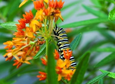 A black, white, and yellow caterpillar crawls on the bright green foliage of a plant with orange flowers.