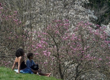 A mother and child sit on a hill overlooking magnolia trees beginning to bloom with pink and white flowers.