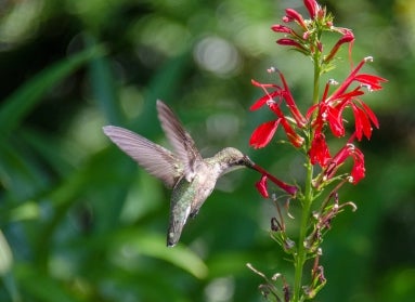 A hummingbird mid-flight drinking from a long red flower. 