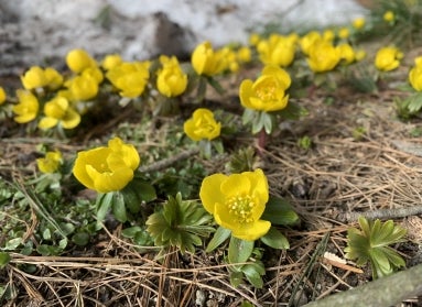 Yellow flowers grow low to the winter ground with snow nearby.
