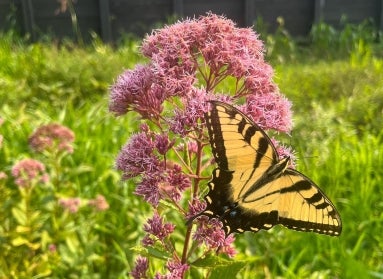 A pink plant with a yellow and black butterfly on top of it. 