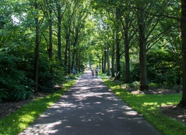 A paved shady path with a canopy of oak trees.