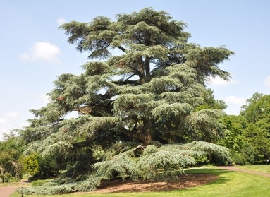 A large Atlas cedar tree on a sunny day with blue skies. 