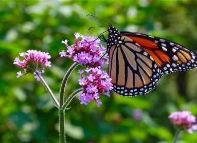 A orange, black, and white monarch butterfly perched on purple flowers.