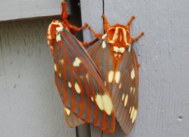 Two moths, one on top of the other, with orange, gray, and cream bodies. 