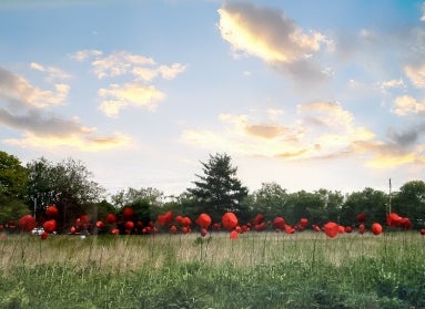 Large fabricated red poppies in a meadow at dusk. 