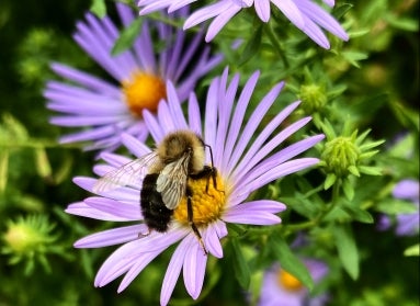 Black and yellow bee on a purple flower