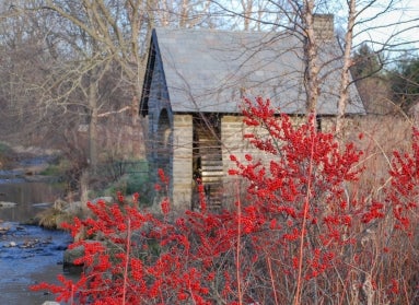 A small pumphouse on the edge of a creek on a winter day with a shrub growing with red berries in the foreground.