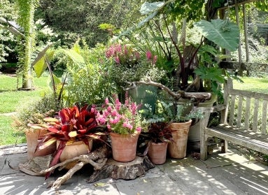 A small container garden with bloom plants and green foliage and deadwood woven into the creative design.
