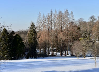 An outdoor landscape shot of large bare trees in the distance and snow on the ground. 