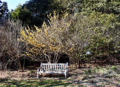A serene outdoor setting with a blooming witchhazel tree of yellow flowers looming over a wood bench. 