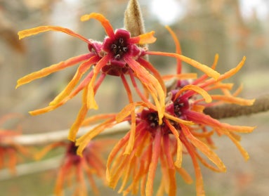 A close up of a witchhazel flower, with ribbon-like orange petals and a purple-pink center. 