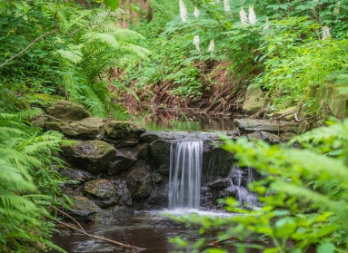 A small waterfall in a green wooded area. 