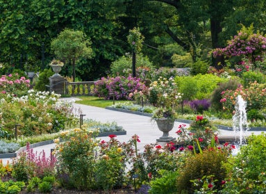 An image of a rose garden in bloom with all different color flowers in bloom, a paved path, and a decorative water fountain. 