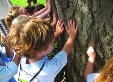 A group of children with their hands pressed against the trunk of a tree. 