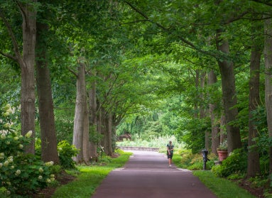 A person walks away from the camera on a paved path surrounded by large oak trees in a public garden. 