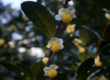 Three flowers with white petals and large yellow middles grow on a branch with large green leaves.