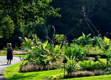 A garden space filled with blooming beds and structures made of repurposed tree branches with a woman admiring the design walking on a paved path. 