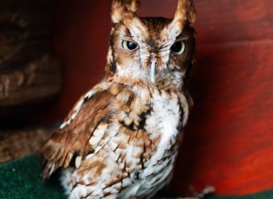 A small owl with brown and white feathers standing on a green floor with a red wall in the background. 