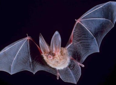 A big-eared townsend bat flying toward the camera with a dark background.