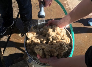 Two hands hold a bundle of fiber over a pot while another hand sprays it with a hose. 