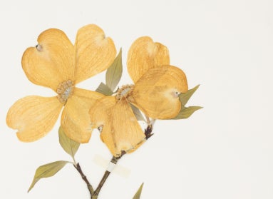A pressing of a small, yellow flower. 