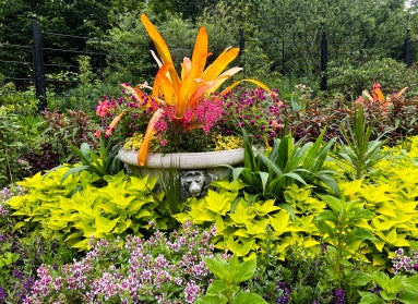 A garden in bloom with different shades of green foliage and a plant in the middle with a carved lion's head filled with bright orange, purple, and pink flowers and plants.