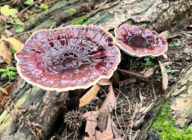 Two brownish-maroon mushrooms grown at the base of a dead tree. 