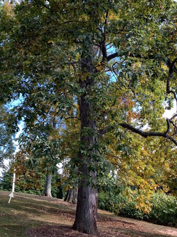 Dark mustard-colored autumn leaves of Carya ovata. 