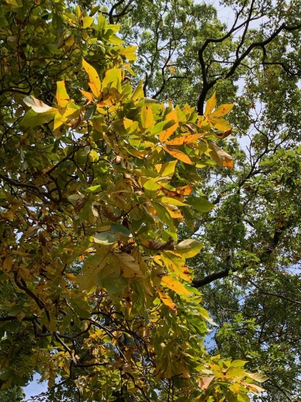 Dark mustard-colored autumn leaves of Carya ovata. 
