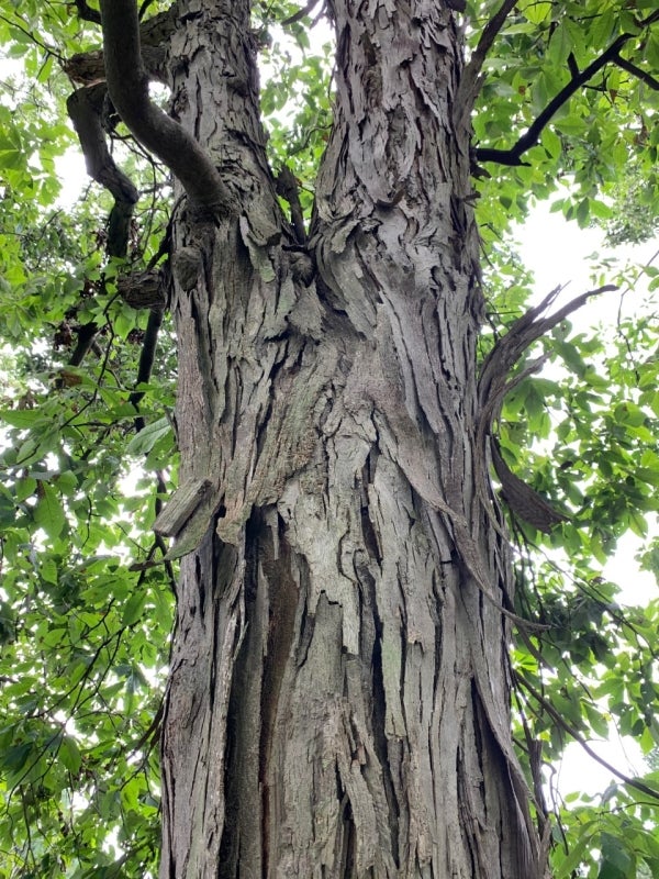 Carya ovata shaggy bark, a roosting place for bats and butterflies.