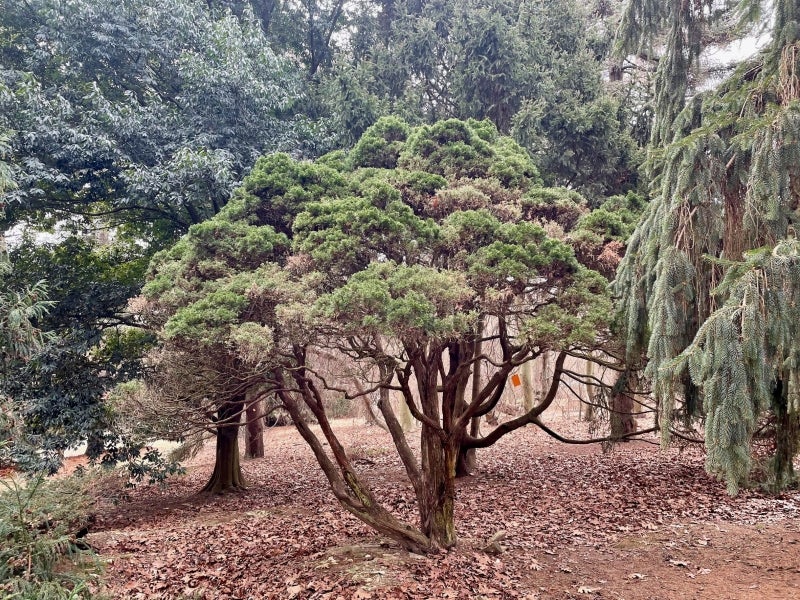 1947-205*A Juniperus virginiana ‘Globosa’