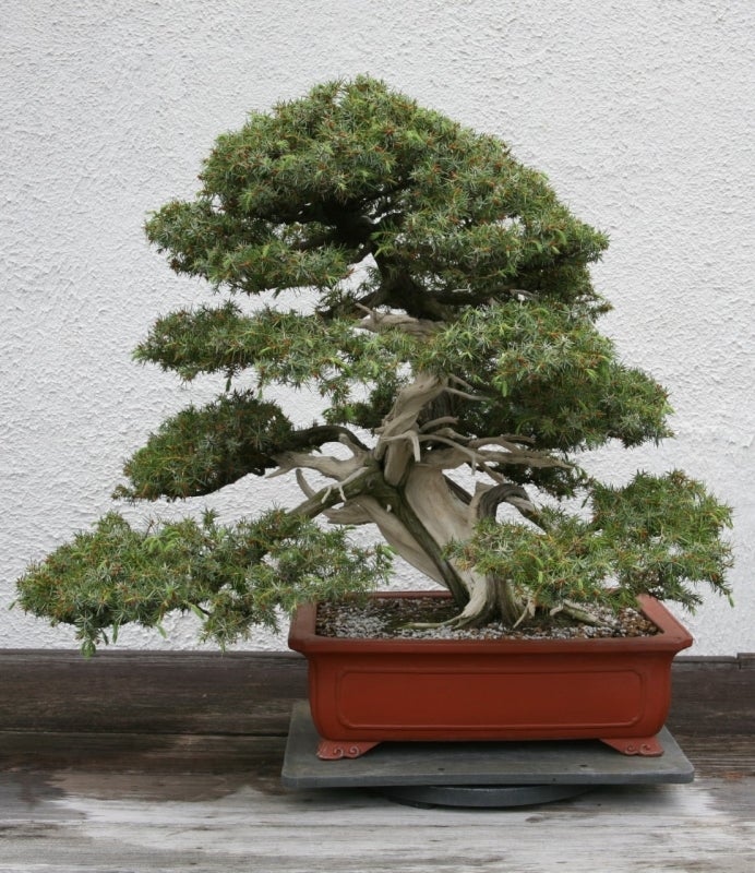 Juniperus rigida bonsai in training since 1996. Photo taken in 2007 at the National Bonsai & Penjing Museum of the U.S. National Arboretum. Photo by Ragesoss, CC BY-SA 3.0