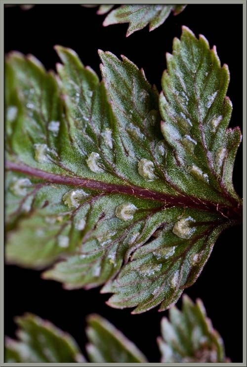 Each sorus is covered by a protective membranous indusium.  Photo by Brian Johnston.