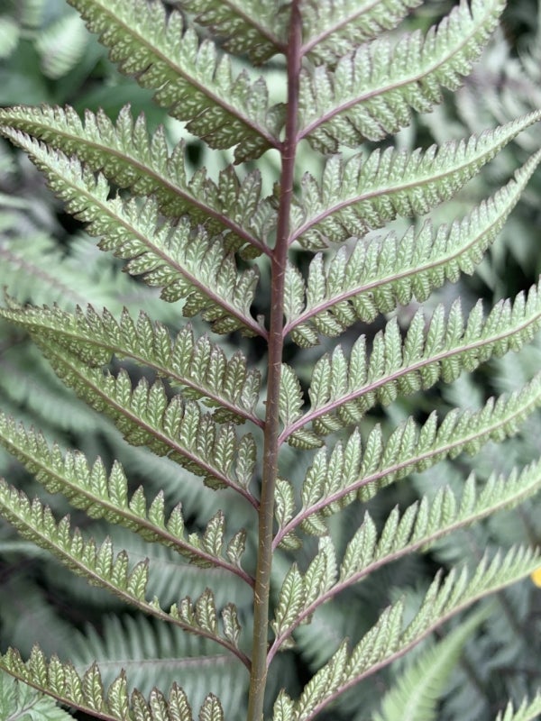 J-shaped sori (collections of spore cases) on the backs of frond leaflets. Photo by Katherine Wagner-Reiss.