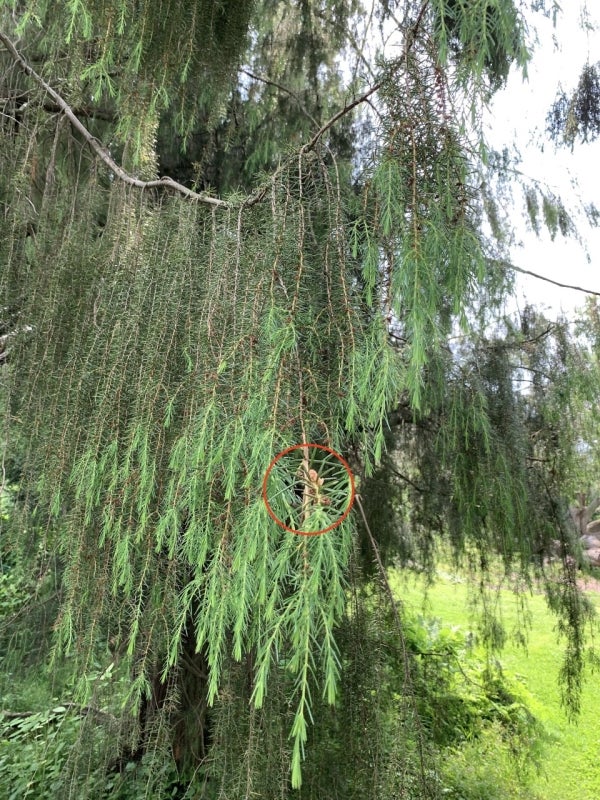 1935-6324*B Juniperus rigida (temple juniper) showing cascading branchlets with bright green new growth, and a circled cluster of male pollen cones. Photo by Katherine Wagner-Reiss